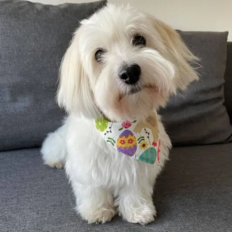 Ollipet Påske Bandana