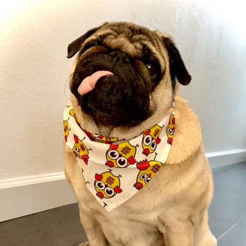 Ollipet Påske Bandana | Big eyes Chicken | Ingolf