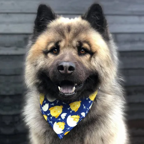 Ollipet Påske Bandana | Cute Chicken | Kenai