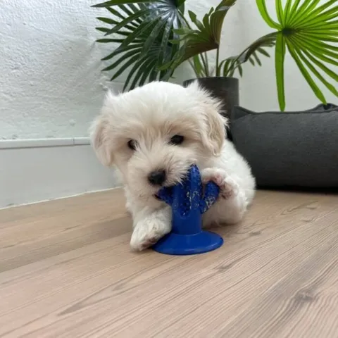 7 ugers hvalp med Puppy Dental Cactus