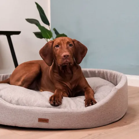 Amiplay Oval Hundeseng | Sand