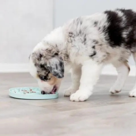 Trixie Junior slikkeplade til hvalpe. God til træning - perfekt som distrahering når hvalpen skal vænne sig til pelspleje.