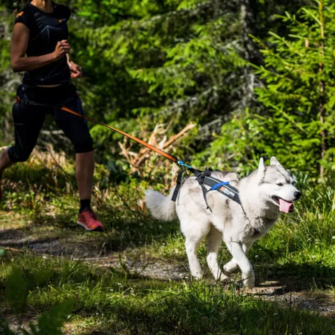 Non-Stop Dogwear Freemotion Harness