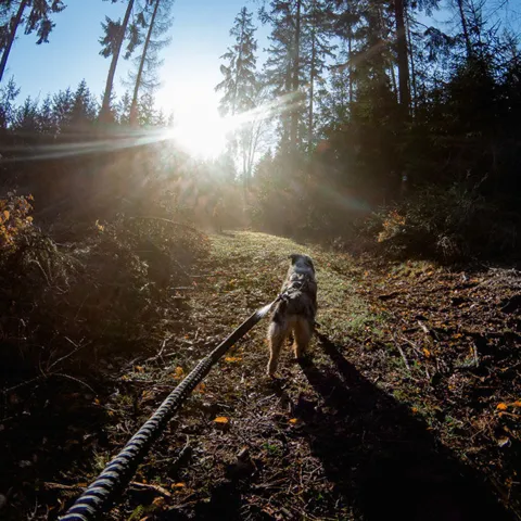 Non-Stop dogwear Touring Bungee Leash