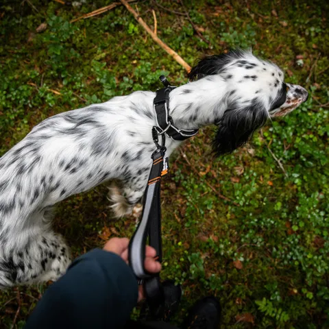 Non-stop dogwear Touring Bungee Adjustable