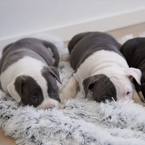 Ollipet Soft Cloud Hundetæppe & American Bully hvalpe på 7 uger