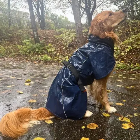 Norbert i sin flotte regnjakke - Marineblå med en ryglængde på 70 cm