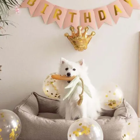 Ollipet Happy Birthday Party diagender I Lyserød