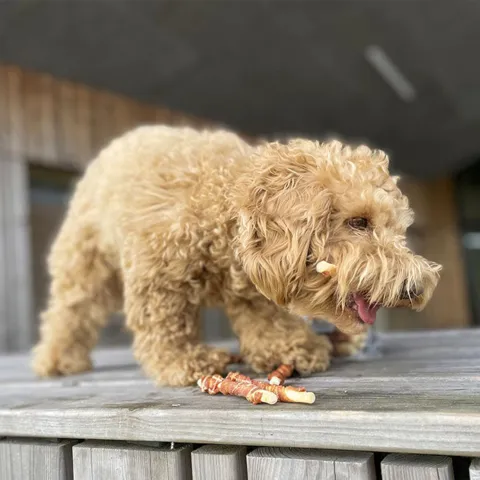 Ollipet Twisted Chicken & Kenzo