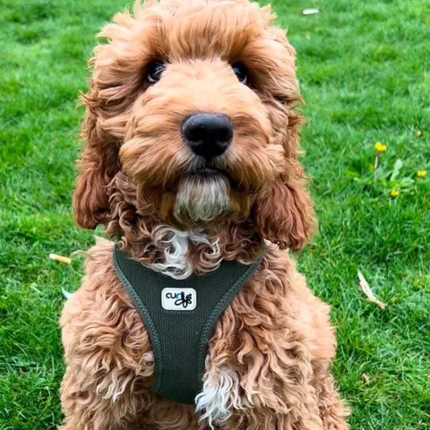 Curli Clasp Air Mesh Step-in Hundesele