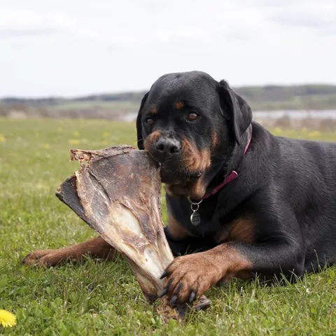 Snack'it Kalveskulderblad
