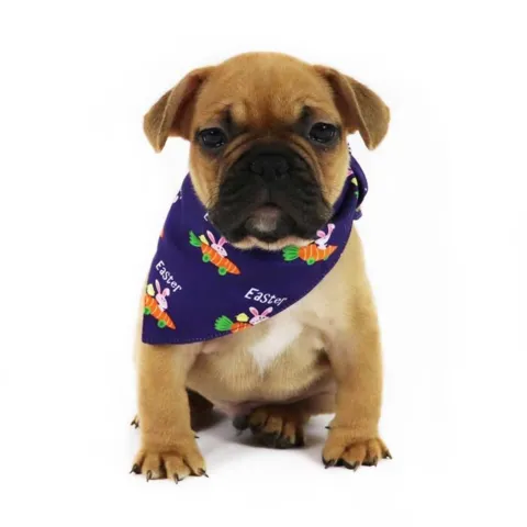 Easter Dog Bandana I Mørkeblå
