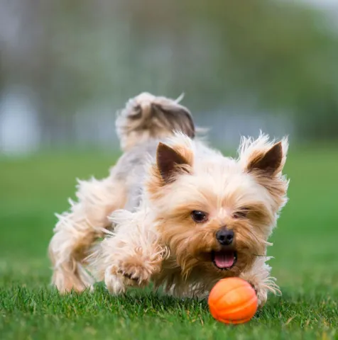 Liker Orange Ball | 7 cm