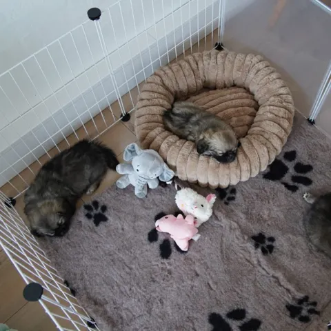 Tibetan Spaniels hvalpe i Ollipet hvalpegård
