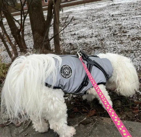 Hundejakke refleks, fleecefor og indbygget sele. Størrelse XL på en Coton de Tulear