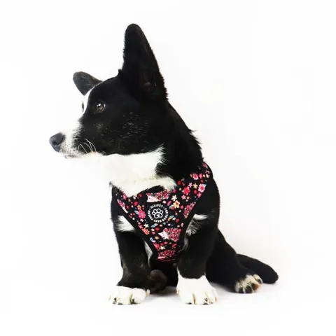 Ollipet City Lux Hundesele
