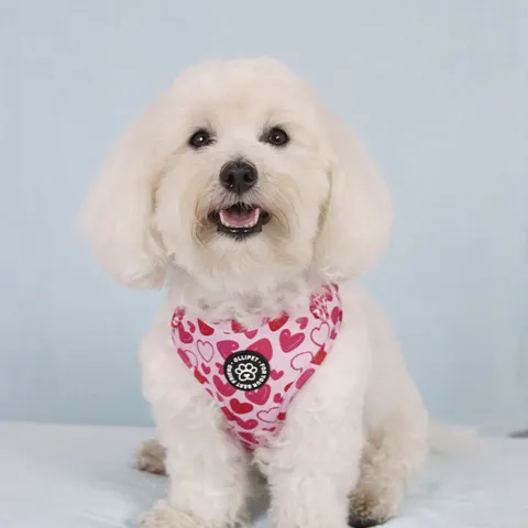 Ollipet City Lux Hundesele I Hearts of Love