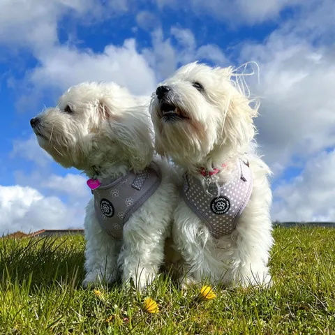 Ollipet City Lux Hundesele | Cute Little Dots