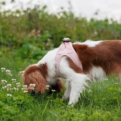 Ollipet Lyserød teddy Sele