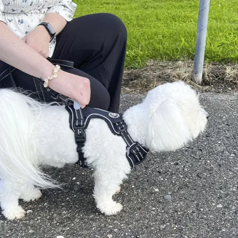 Ollipet Adventure Sele | Sally bruger str. S