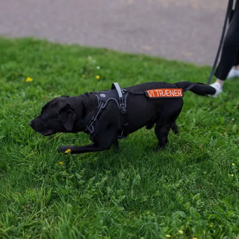 Ollipet VI TRÆNER Skilt og Oswald