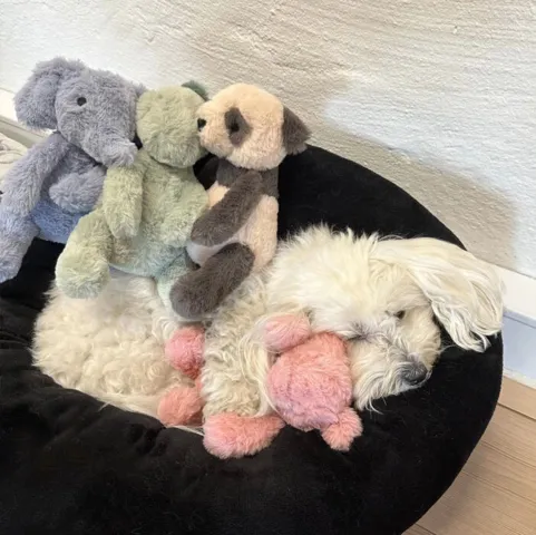 Ollipet Krammedyr