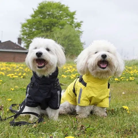 to glade og tørre hunde i deres regnjakker efter en gåtur dejlig gåtur.