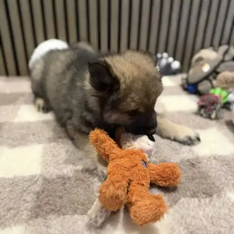Eurasier hvalp med KONG Wild Knots Fox