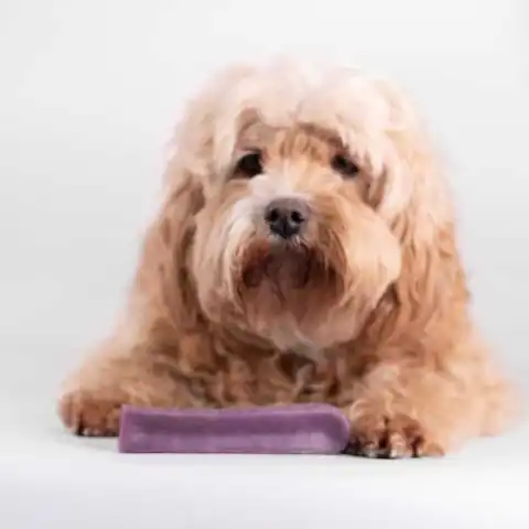 Godt tyggeben til din kære hund