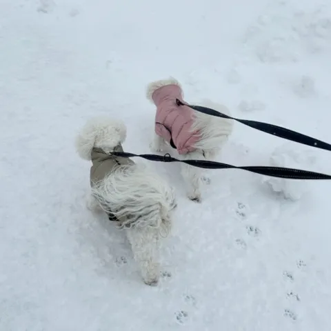 Ollipet Thunder Bay - Coton de Tulear i str: Small-35