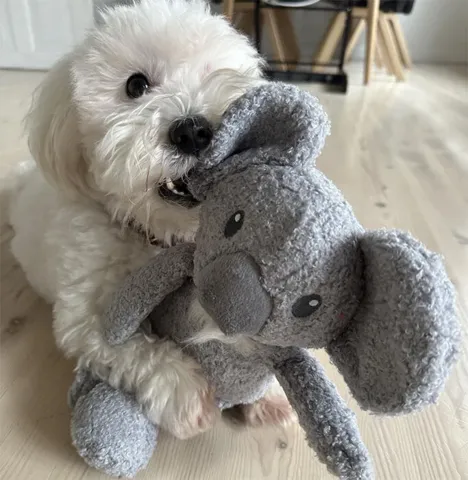 Ollipet Safari Koala er Sallys yndlingsbamse