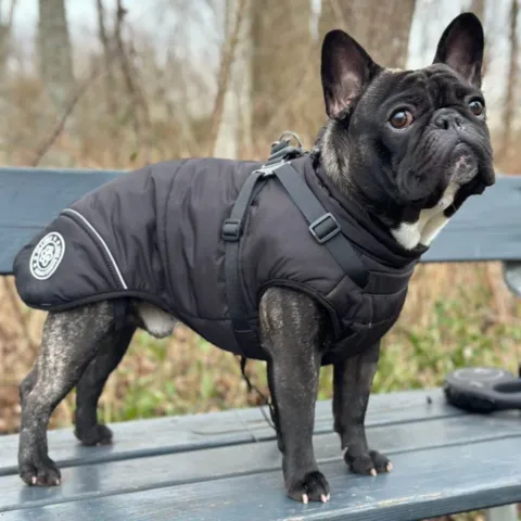 Ollipet Sirius de Luxe Dynejakke | Strong Body