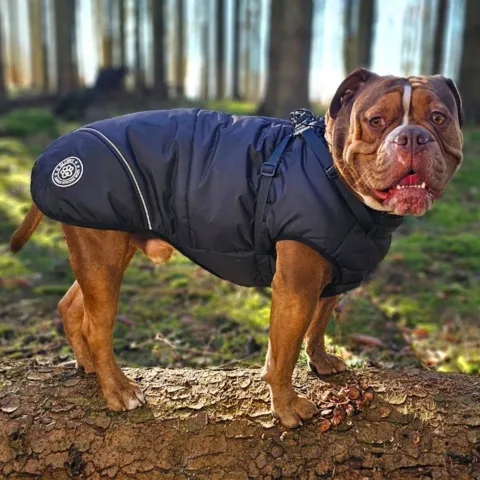 Ollipet Sirius de Luxe Dynejakke | Strong Body
