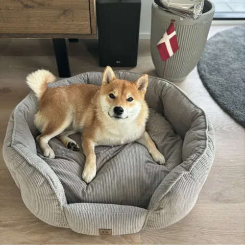 Ollipet Quinn Hundesengen giver en god komfort for din hund