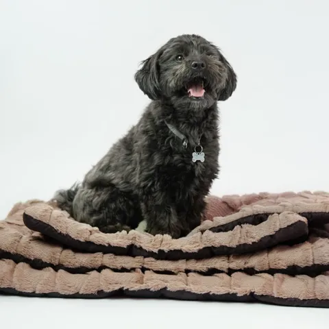 Ollipet Cozy dream madras