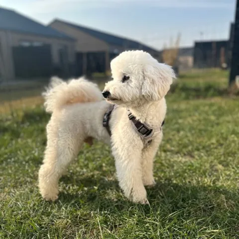 Ollipet Tweed H-sele med god støtte ved bryst