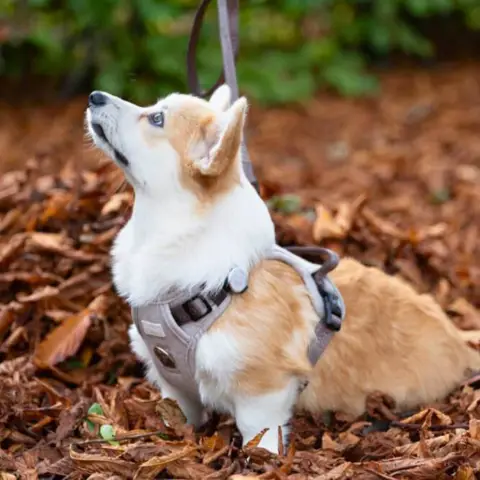 Ollipet Tweed H-sele med god støtte ved brystet og antitræk funktion som passer perfekt til en corgi