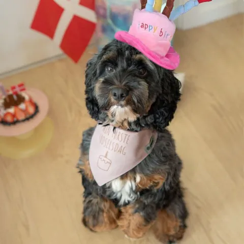 Ollipet Min første fødselsdag | Bandana