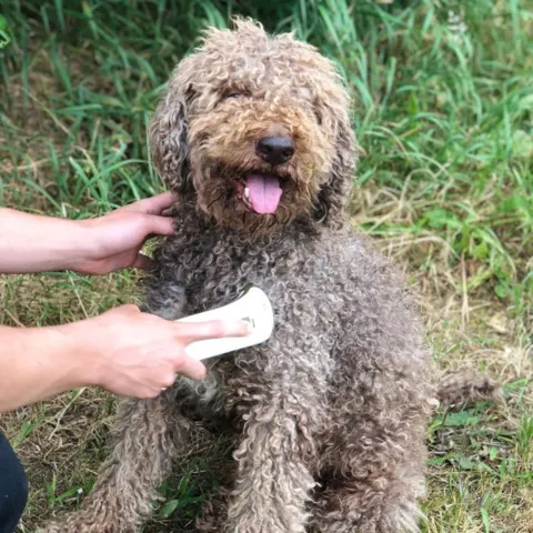 Photizo Vetcare er helt sikker at bruge