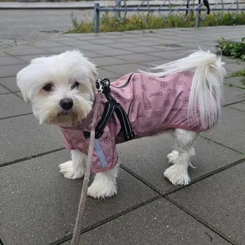 Sød hundejakke der er vind og vandafvisende - rosa farve