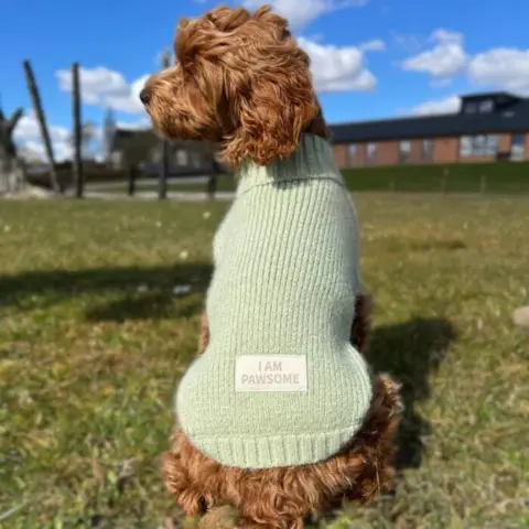 Pawsome sweater - perfekt til det skiftende vejr