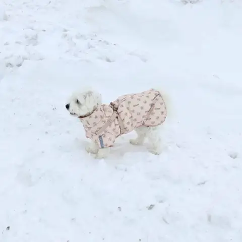 Ollipet For Wagging Tails | Polar Vinterjakke er en varm vinterjakke til hunde