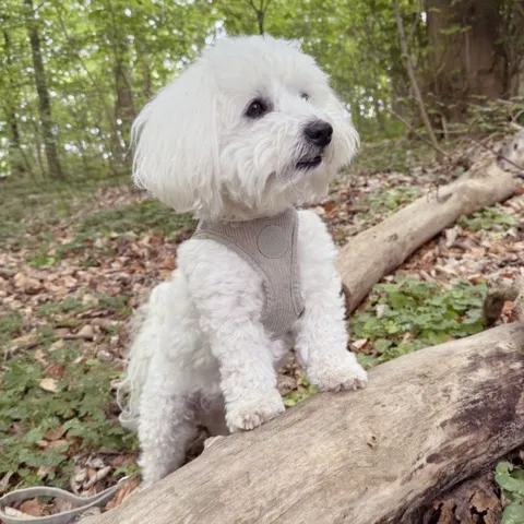 Ollipet Bijou Step-in hundesele | Fløjl og guld detaljer - Str Small