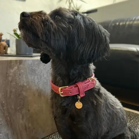 Ollipet Luxor hundehalsbånd i Støvet Hindbær