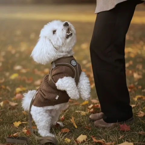 Her med Ollipet hundesweater under selen