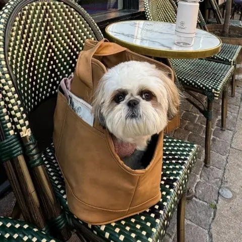 Sødeste Alba nyder Cafe livet fra den lækreste hundetaske i en stilfuld hundetaske