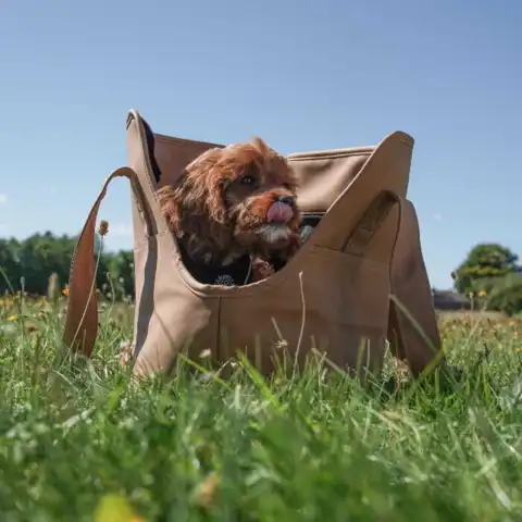 Perfekt til små hunde og hvalpe