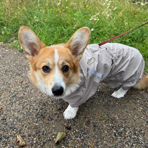 Ollipet Poncho Regndragt til Corgi i en str. L