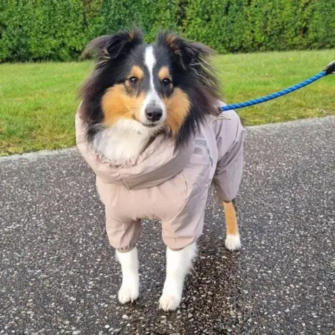 Regndragt til Shetland Sheepdog med ryglængde XL med korte ben