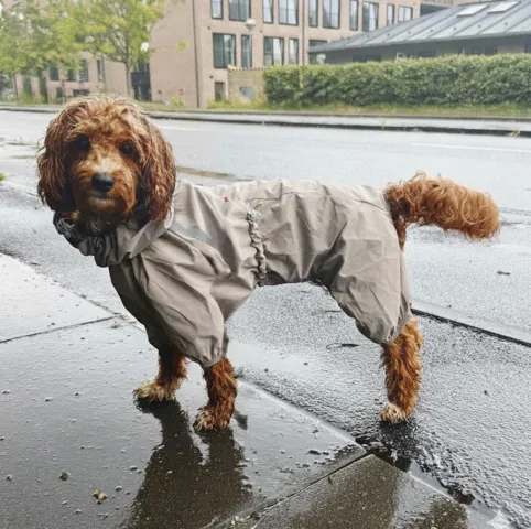 Ollipet Poncho Regndragt også til hanhunde